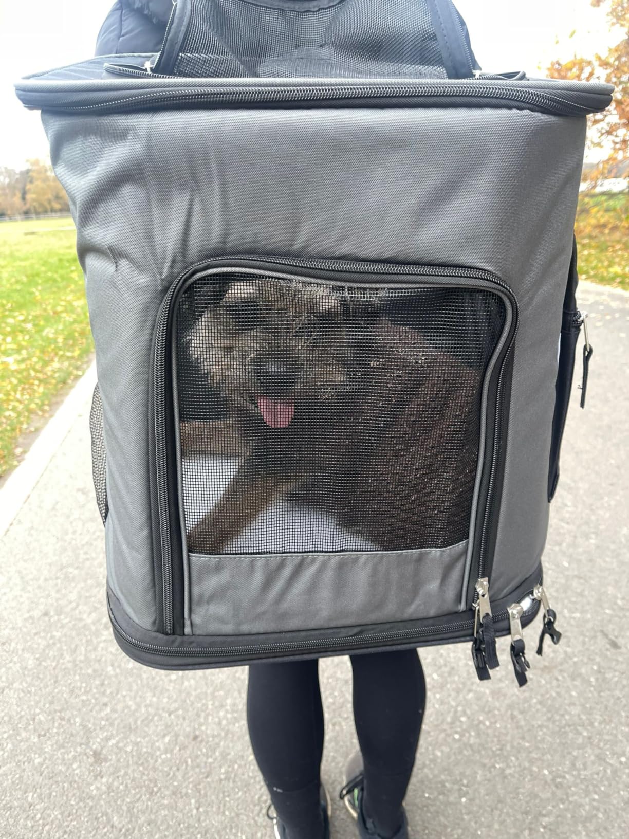 Tierarzt easy