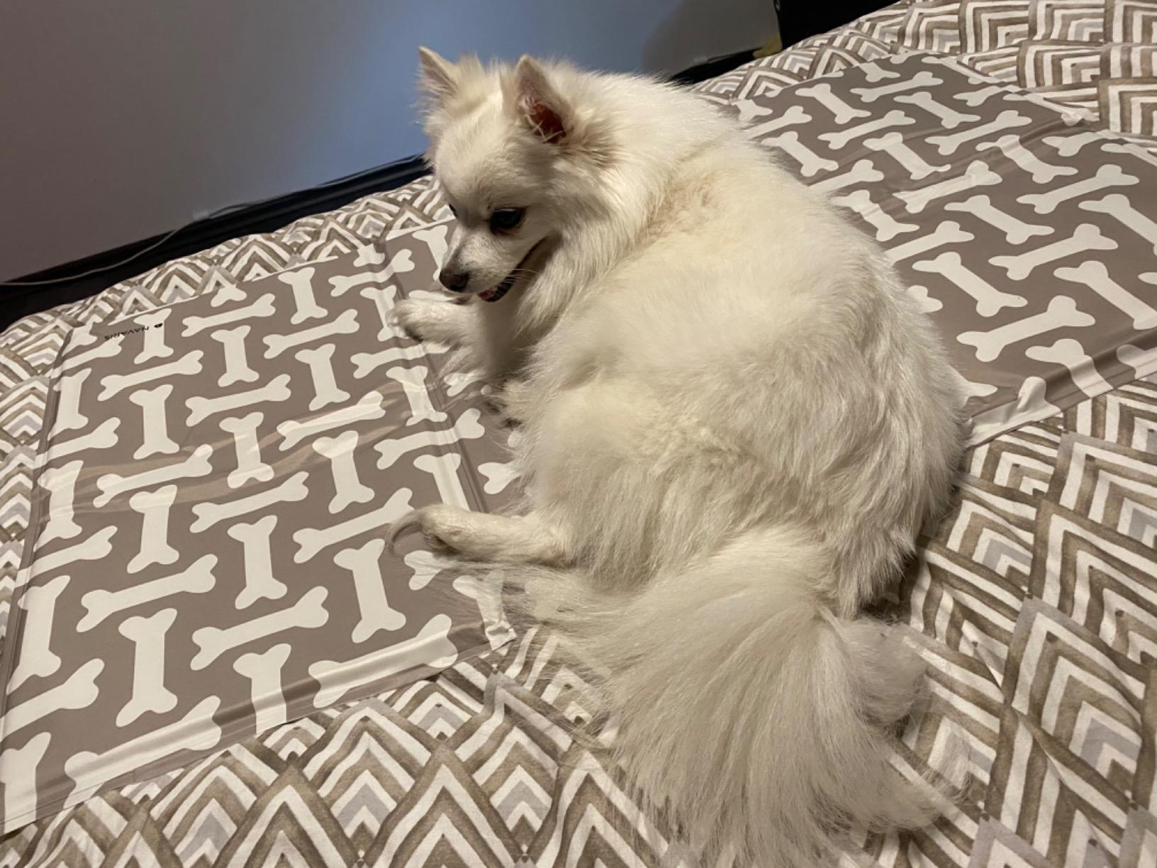 Hund mag sie