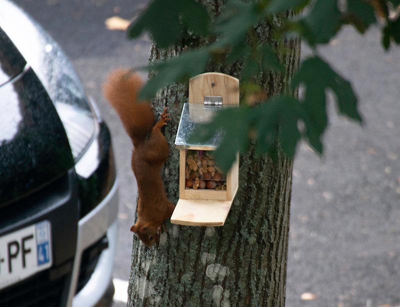 Eichhörnchen da
