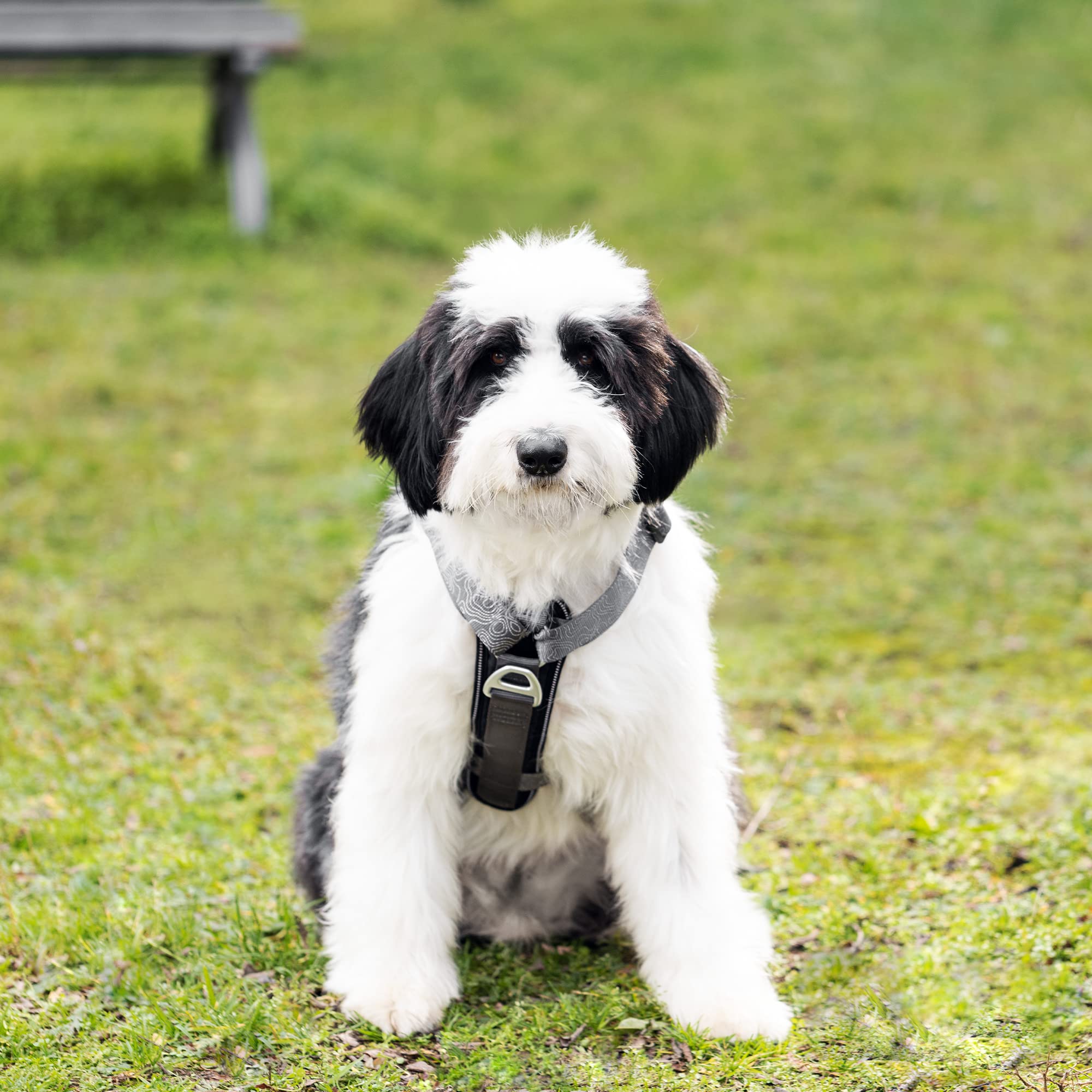navaris-animals-hundegeschirr-wandern-l-mit-taschen-anti-zug image 2
