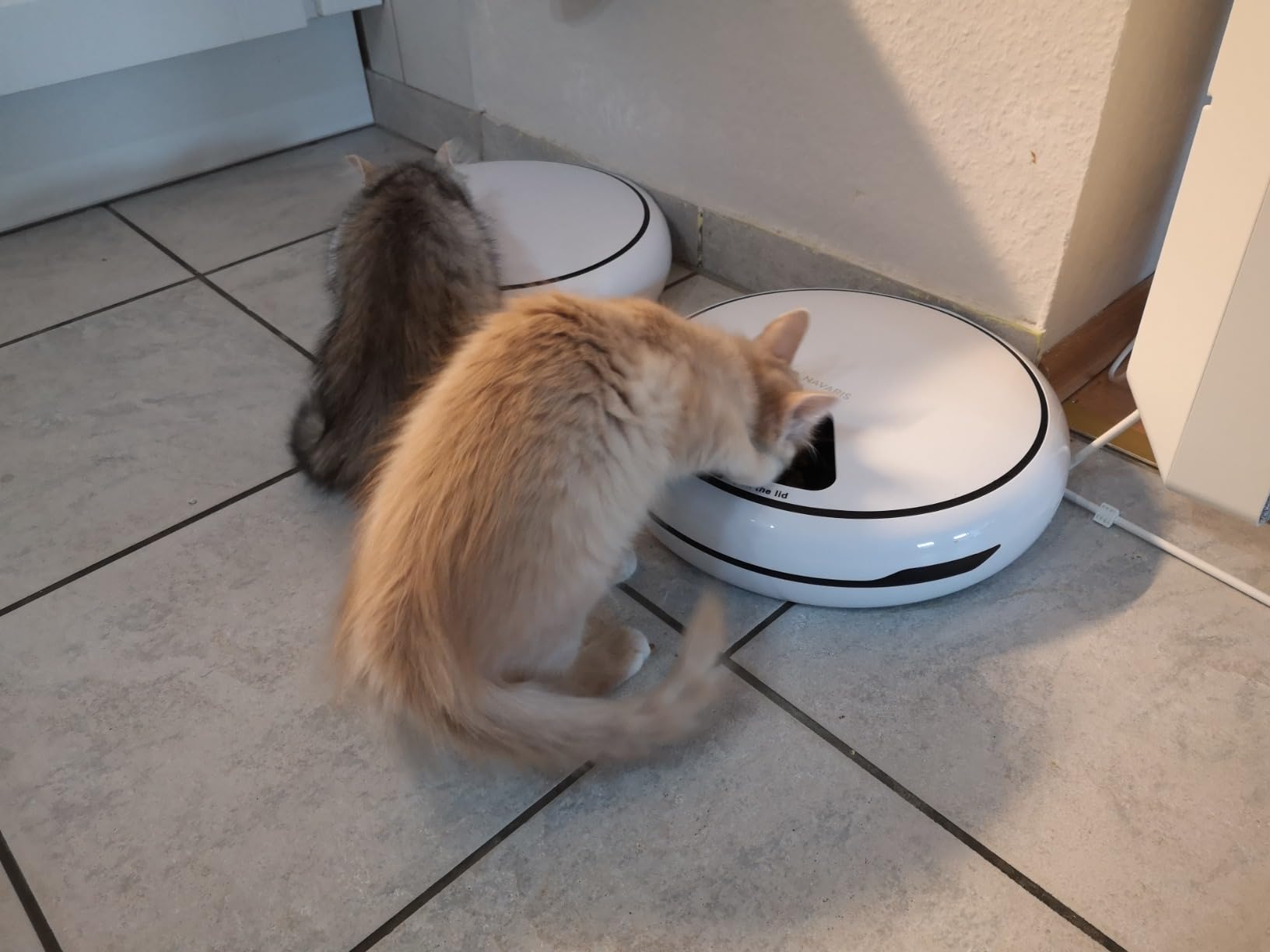 Katze liebt ihn