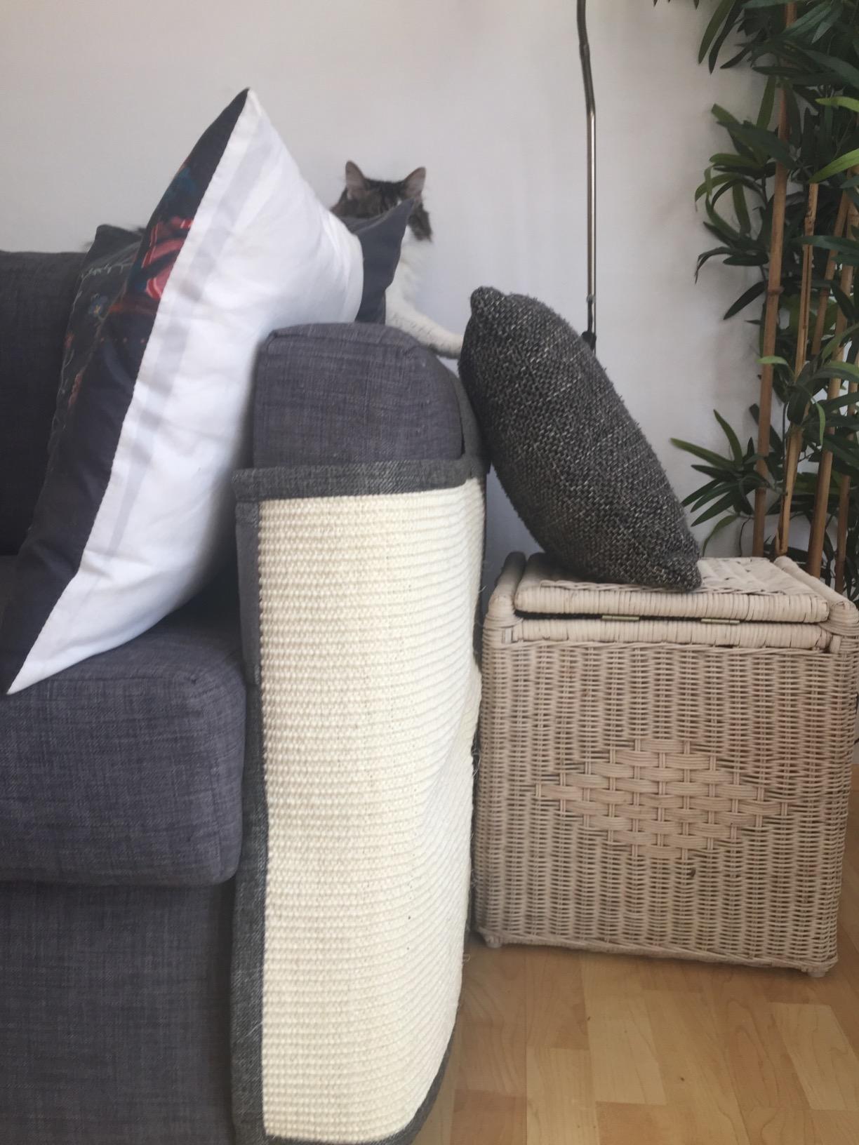 Katze spielt