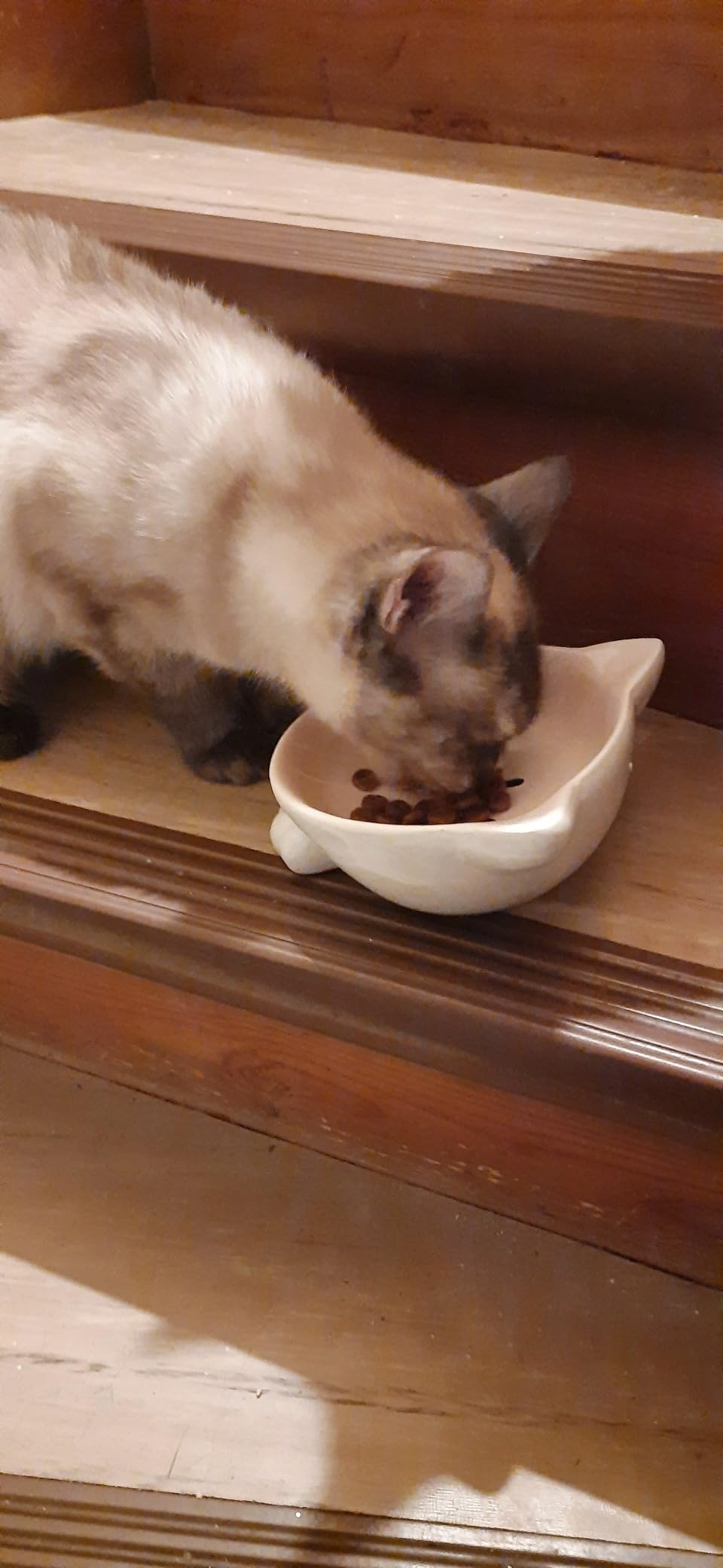 Katze liebt sie