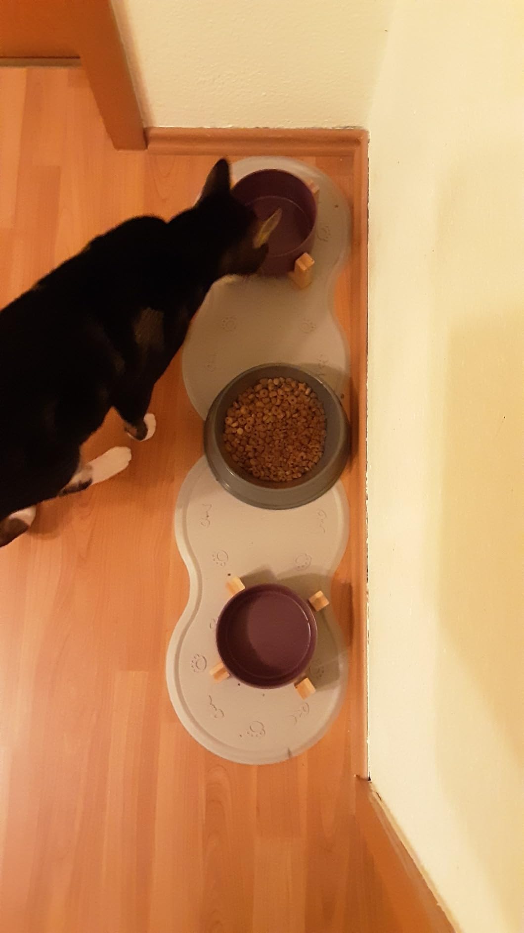 Ideal für zwei Katzen