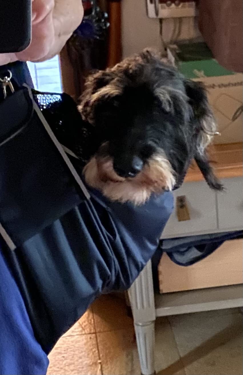 Hund liebt es