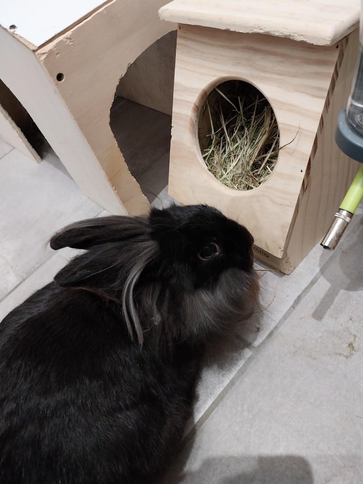 Kaninchen lieben es