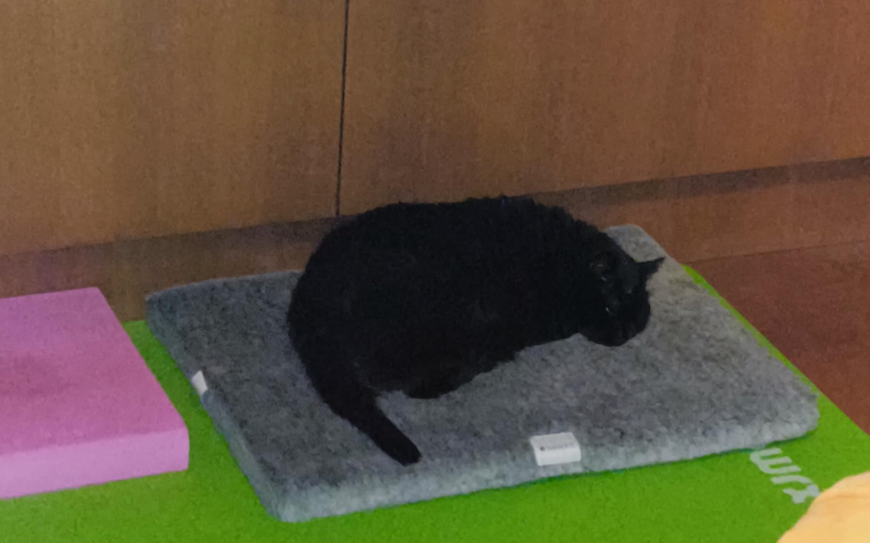 Katze liebt sie