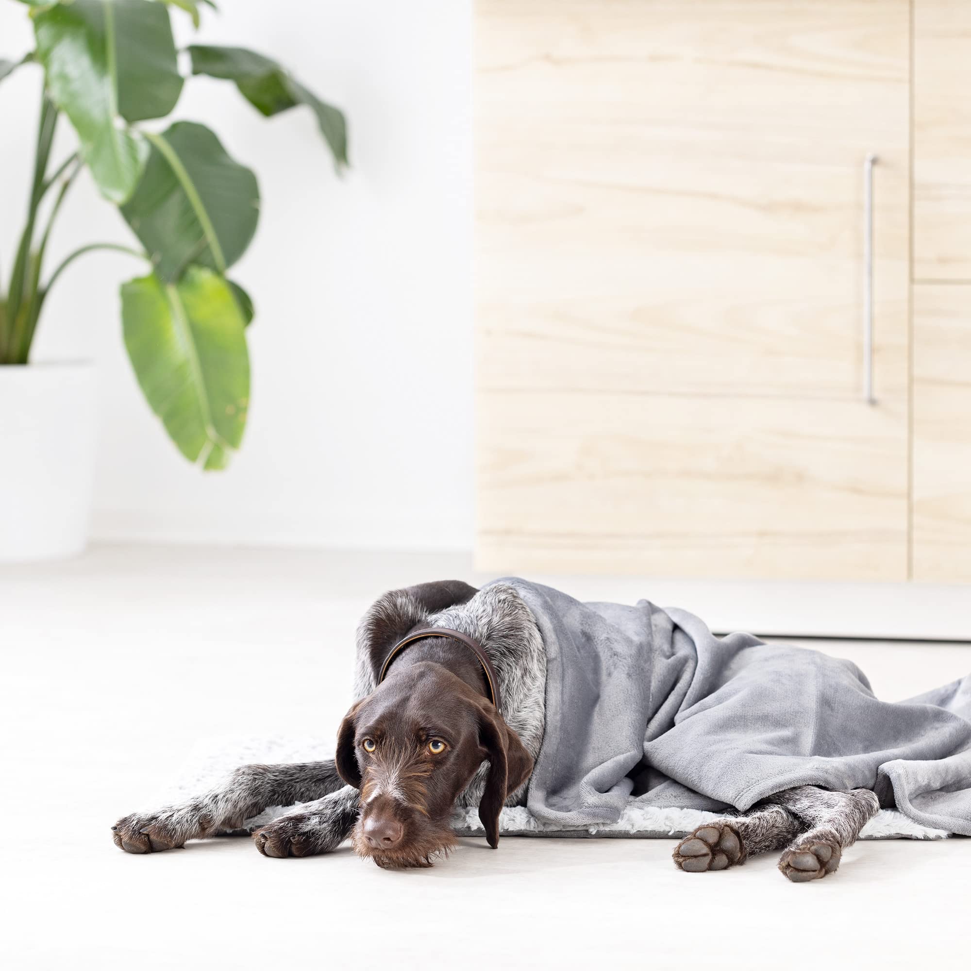 navaris-animals-hundebett-set-decke-110x80-waschbar image 2