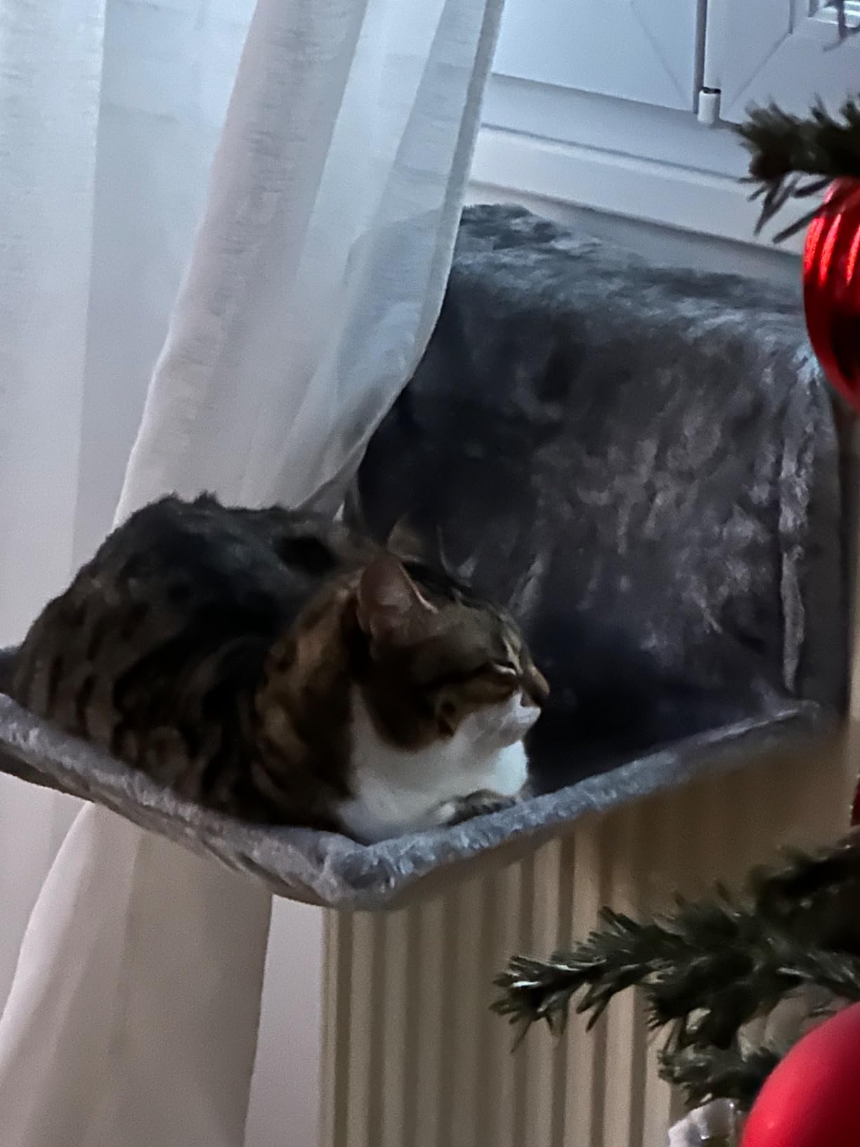Katze liebt es