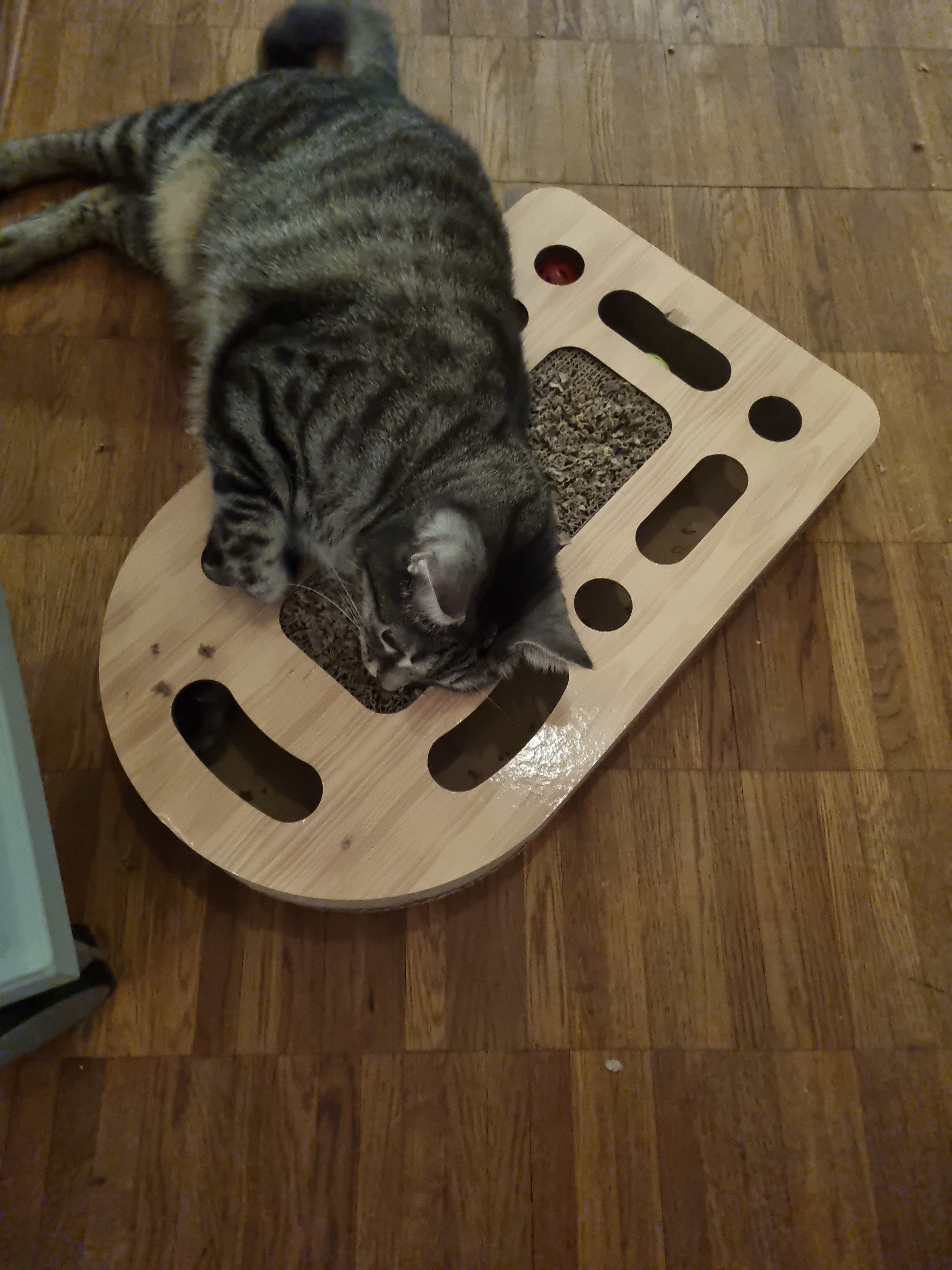 Katze liebt es